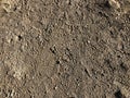 Texture of sand. Sand surface with human footprints and animals footprints. Natural background. copy space Royalty Free Stock Photo