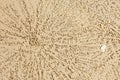 Texture on the sand. Sandy balls around the hole of Sand Bubbler ghost Crabs