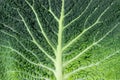 texture of savoy cabbage leaf Royalty Free Stock Photo