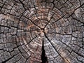 Texture saw cut logs. Royalty Free Stock Photo