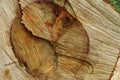 Texture saw cut wood closeup. Royalty Free Stock Photo