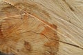 Texture saw cut wood closeup. Royalty Free Stock Photo