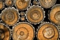 texture of sawed wood Royalty Free Stock Photo