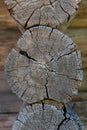 Texture. sawing logs. cut tree trunk with annual circles close-up. Abstract natural backgrounds