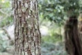 The texture of the scale bark of Dipterocarpus alatus Roxb or Ga Royalty Free Stock Photo