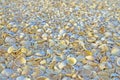 Texture of sea shells shore. Selective focus view Royalty Free Stock Photo