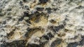 The texture of the seabed at low tide. Royalty Free Stock Photo