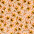 texture of a seamless flower pattern. delicate nasturtium. decorative design elements Royalty Free Stock Photo
