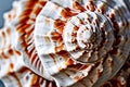 texture of a seashell the intricate patterns and textures of a s Royalty Free Stock Photo
