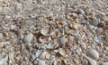 The texture of the seashell sandy beach on the seashore. Close-up, concept of tourism, summer vacation