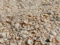 The texture of the seashell sandy beach on the seashore. Close-up, concept of tourism, summer vacation