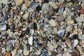 Texture of seashells, beach sand stones. Sea Point Cape Town Royalty Free Stock Photo
