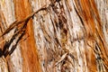 Texture of sequoia bark in the park. Tree background. Royalty Free Stock Photo