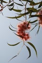 Texture Series - Eucalyptus Tree Red Gum Flowers and Gum Nuts - Corymbia ficifolia Royalty Free Stock Photo