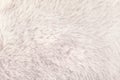 Texture of shaggy fur background. Detail of soft hairy skin material