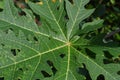 The texture and shape of papaya leaves