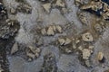 Texture of sharp stones frozen in water puddle on dirt field road, ice covered with frost deposit.