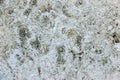The texture of the shell rock stock, close-up. Royalty Free Stock Photo