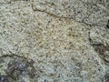 Texture of a shell rock wall, close-up Royalty Free Stock Photo