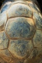 Texture of the shell of the Seychelles turtle. Royalty Free Stock Photo