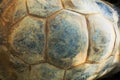 Texture of the shell of the Seychelles turtle. Royalty Free Stock Photo