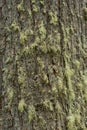 Texture shot of brown tree bark, filling the frame Royalty Free Stock Photo