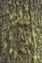 Texture shot of brown tree bark, filling the frame Royalty Free Stock Photo