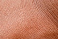 Texture of the skin.Dark skin of woman hand macro. Human skin texture background
