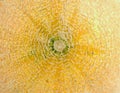 Texture skin of sweet yellow melon Royalty Free Stock Photo