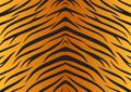 Texture skin tiger animals fur