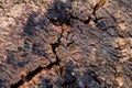 Texture slice of brown old cracked stump tree closeup top view. natural background