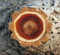 Texture slice trunk poplar