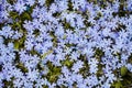 Texture of small blue flowers closeup Royalty Free Stock Photo