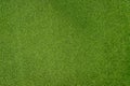 Texture of small green grass background. Close up ground garden