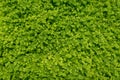 Texture of small green leaves wall background. Close up little f Royalty Free Stock Photo