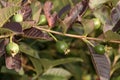 Texture of small guavas between purple leaves