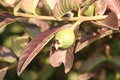 Texture of small guavas between purple leaves