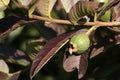 Texture of small guavas between purple leaves