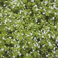 Texture of small wild flowers. Veronica persica forget-me-not Royalty Free Stock Photo