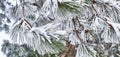 Snow-covered pine branches with long needles