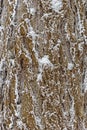 Texture of snow covered pine tree bark Royalty Free Stock Photo