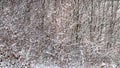 Texture of snow-covered tree branches in winter forest, winter background Royalty Free Stock Photo