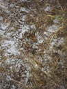 Texture of snowy grass and ground frost the first snow Royalty Free Stock Photo