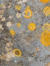 The texture of the spots of yellow lichen on the stone Royalty Free Stock Photo