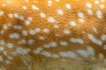 Texture of spotted deer skin stock photo close up Royalty Free Stock Photo