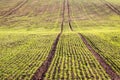 Texture of spring field with with germinating grain