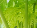 Young leaves ,Papaya tree It has a bright green color. Royalty Free Stock Photo