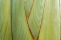 Texture stalk palm background Royalty Free Stock Photo