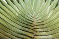 Texture stalk palm background Royalty Free Stock Photo