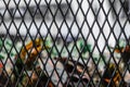 Texture of steel diamond shape grill cage fence with unfocused green red and yellow leaves